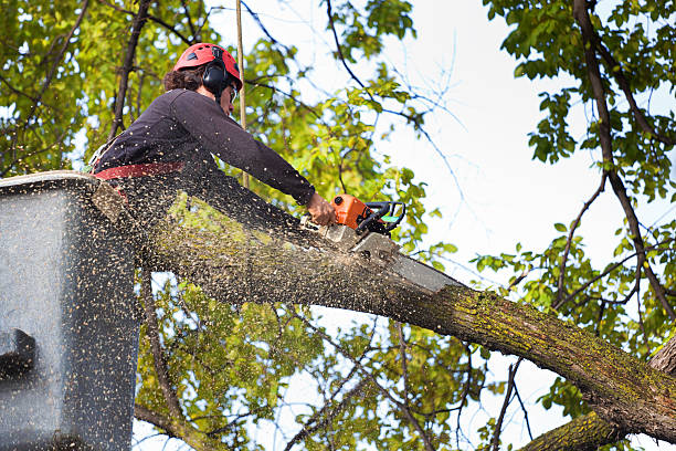 How Our Tree Care Process Works  in  Commack, NY