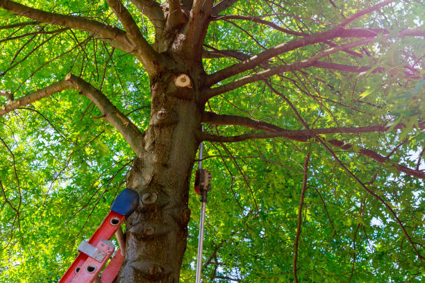 Trusted Commack, NY Tree Services Experts